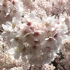 Meet your Posher, Nisha